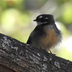 Rhipidura albiscapa (Grey Fantail) at Green Cape, NSW - 9 Mar 2025 by HelenCross