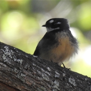 Rhipidura albiscapa (Grey Fantail) at Green Cape, NSW - 9 Mar 2025 by HelenCross