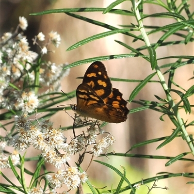 Heteronympha banksii (Banks' Brown) at Uriarra Village, ACT - 5 Mar 2025 by RAllen