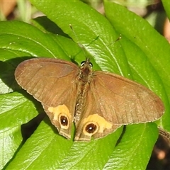 Hypocysta metirius (Brown Ringlet) at Green Cape, NSW - 9 Mar 2025 by HelenCross