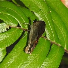 Hypocysta metirius at Green Cape, NSW - 9 Mar 2025 04:40 PM