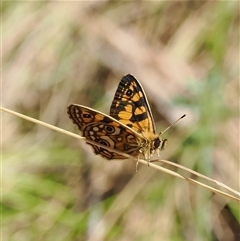 Oreixenica lathoniella (Silver Xenica) at Uriarra Village, ACT - 5 Mar 2025 by RAllen