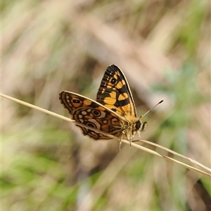 Oreixenica lathoniella (Silver Xenica) at Uriarra Village, ACT - 5 Mar 2025 by RAllen