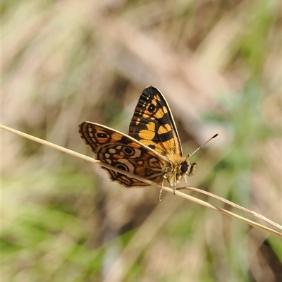 Oreixenica lathoniella (Silver Xenica) at Uriarra Village, ACT - 5 Mar 2025 by RAllen