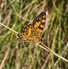 Oreixenica lathoniella at Uriarra Village, ACT - 5 Mar 2025 04:50 PM