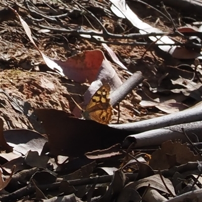 Heteronympha paradelpha (Spotted Brown) at Uriarra Village, ACT - 5 Mar 2025 by RAllen