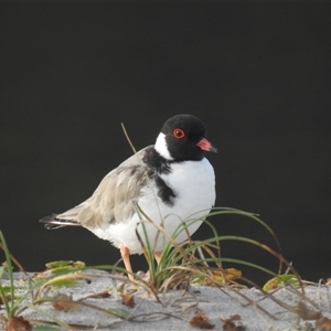 Charadrius rubricollis (Hooded Plover) at Green Cape, NSW - Yesterday by HelenCross