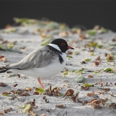 Charadrius rubricollis at suppressed - suppressed