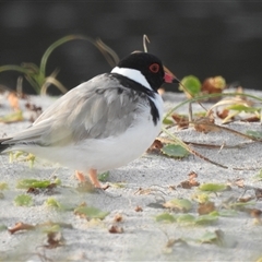Charadrius rubricollis at suppressed - suppressed