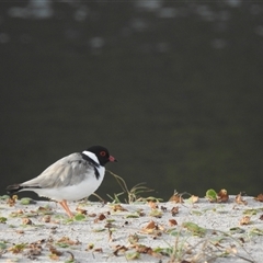 Charadrius rubricollis at suppressed - suppressed