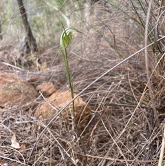 Diplodium ampliatum (Large Autumn Greenhood) at Hackett, ACT - 10 Mar 2025 by rhyshardy