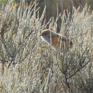 Stipiturus malachurus (Southern Emu-wren) at Green Cape, NSW - Yesterday by HelenCross