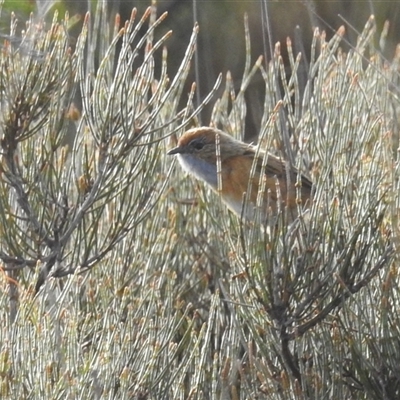 Stipiturus malachurus (Southern Emu-wren) at Green Cape, NSW - 10 Mar 2025 by HelenCross