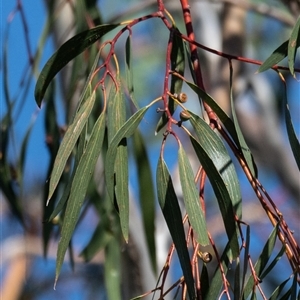 Eucalyptus pauciflora (A Snow Gum) by Untidy