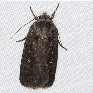 Proteuxoa provisional species 3 at Melba, ACT - 9 Mar 2025 11:14 PM