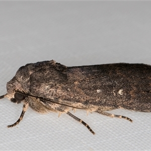 Proteuxoa provisional species 3 at Melba, ACT - 9 Mar 2025 11:14 PM