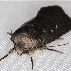 Proteuxoa provisional species 3 at Melba, ACT - 9 Mar 2025 11:14 PM