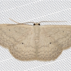 Scopula optivata at Melba, ACT - 9 Mar 2025 11:16 PM