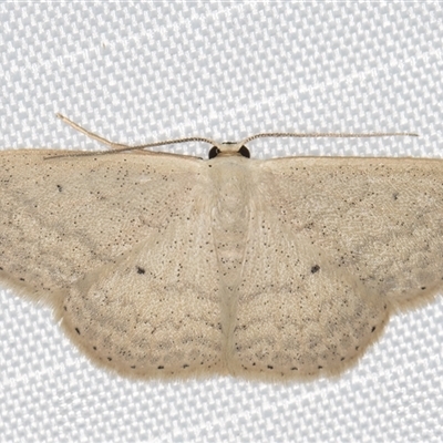 Scopula optivata (Varied Wave) at Melba, ACT - 9 Mar 2025 by kasiaaus