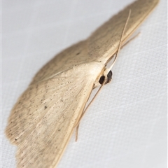 Scopula optivata at Melba, ACT - 9 Mar 2025 11:16 PM