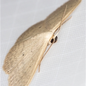 Scopula optivata at Melba, ACT - 9 Mar 2025 11:16 PM