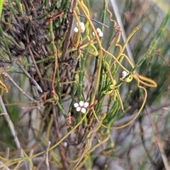 Cassytha sp. (Dodder) at Green Cape, NSW - 10 Mar 2025 by HelenCross