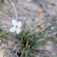 Mitrasacme polymorpha (Varied Mitrewort) at Green Cape, NSW - 10 Mar 2025 by HelenCross