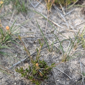 Mitrasacme polymorpha at Green Cape, NSW - 10 Mar 2025 08:34 AM