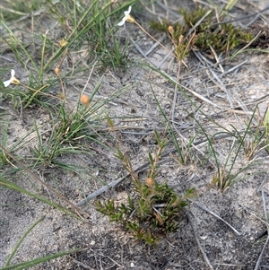 Mitrasacme polymorpha at Green Cape, NSW - 10 Mar 2025 08:34 AM