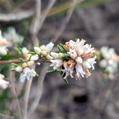 Cryptandra propinqua (Silky Cryptandra) at Green Cape, NSW - 10 Mar 2025 by HelenCross