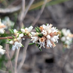 Cryptandra propinqua at Green Cape, NSW - 10 Mar 2025 08:34 AM