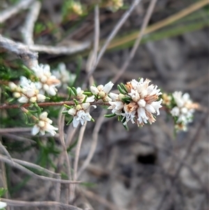 Cryptandra propinqua at Green Cape, NSW - 10 Mar 2025 08:34 AM