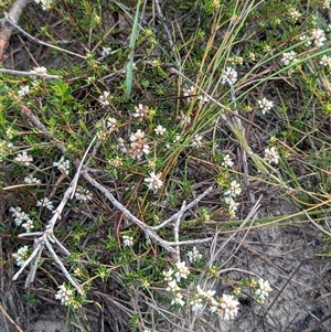 Cryptandra propinqua at Green Cape, NSW - 10 Mar 2025 08:34 AM