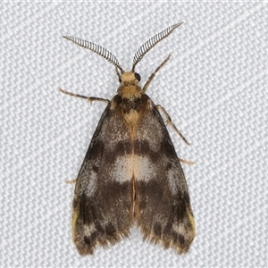 Anestia semiochrea (Marbled Footman) at Melba, ACT - 9 Mar 2025 by kasiaaus