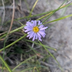 Brachyscome sp. (Cut-leaf Daisy) at Green Cape, NSW - 10 Mar 2025 by HelenCross