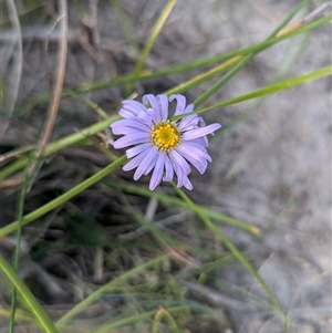 Brachyscome sp. at Green Cape, NSW - Yesterday by HelenCross