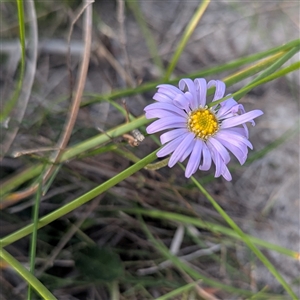 Brachyscome sp. at Green Cape, NSW - 10 Mar 2025 08:33 AM