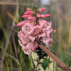 Epacris impressa (Common Heath) at Green Cape, NSW - 10 Mar 2025 by HelenCross