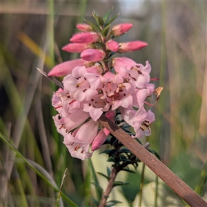 Epacris impressa (Common Heath) at Green Cape, NSW - Yesterday by HelenCross