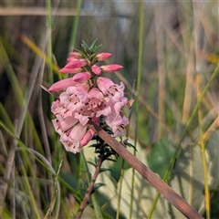 Epacris impressa at Green Cape, NSW - 10 Mar 2025 08:31 AM