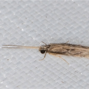Hydroptilidae (family) at Melba, ACT - suppressed