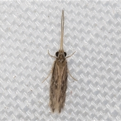 Hydroptilidae (family) at Melba, ACT - suppressed