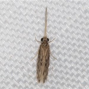 Hydroptilidae (family) at Melba, ACT - suppressed