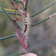 Orgyia anartoides (Painted Apple Moth) at Green Cape, NSW - 10 Mar 2025 by HelenCross