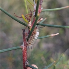 Orgyia anartoides at Green Cape, NSW - 10 Mar 2025 08:29 AM