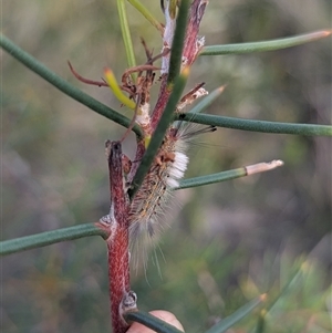 Orgyia anartoides at Green Cape, NSW - 10 Mar 2025 08:29 AM