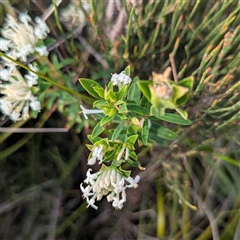 Pimelea linifolia (Slender Rice Flower) at Green Cape, NSW - 10 Mar 2025 by HelenCross