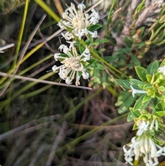 Pimelea linifolia at Green Cape, NSW - 10 Mar 2025 08:28 AM