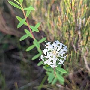 Pimelea linifolia at Green Cape, NSW - 10 Mar 2025 08:28 AM