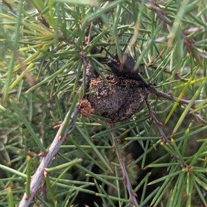 Hakea sericea (Needlebush) at Green Cape, NSW - Yesterday by HelenCross